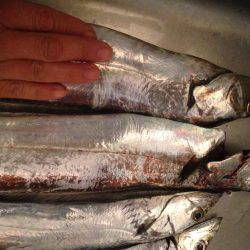 タチのみファイブ