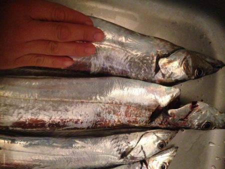 タチのみファイブ