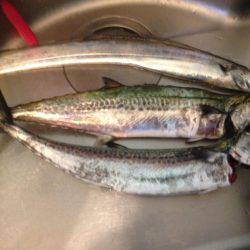 タチいちサゴに