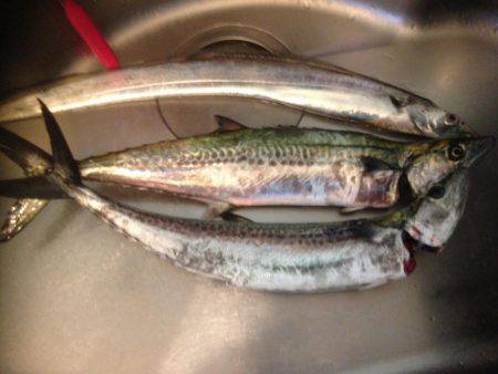 タチいちサゴに