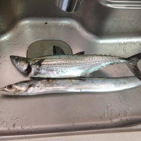 タチいちサゴいち