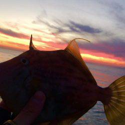 ホゲリンピック(笑)