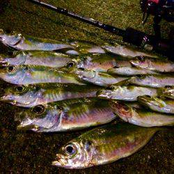 初心者アジング