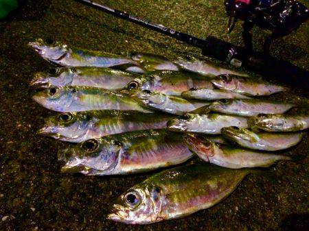 初心者アジング