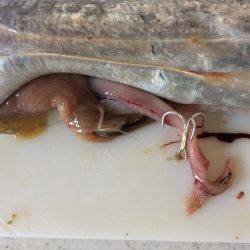 アオリイカ不発のちタチウオ、アジ