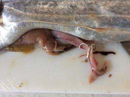 アオリイカ不発のちタチウオ、アジ