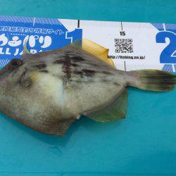 内浦湾でマイボートでハゲ釣り