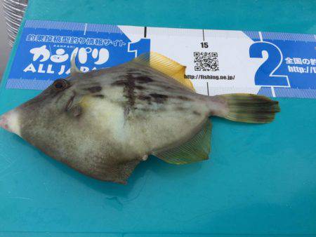 内浦湾でマイボートでハゲ釣り