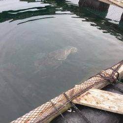 アオリイカの仕掛けなのに