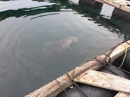 アオリイカの仕掛けなのに