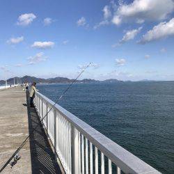 サバ、カワハギ