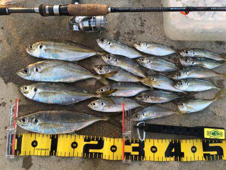 オールナイトアジング