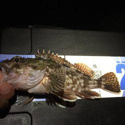 連日のガシリング(^.^)