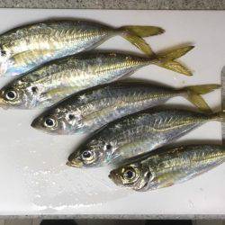 昨日は釣れてたパターン