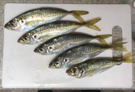 昨日は釣れてたパターン