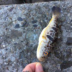 ロックフィッシュ