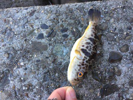 ロックフィッシュ