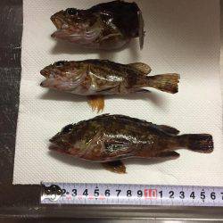 釣り納め穴釣り