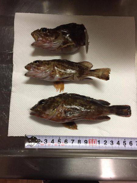 釣り納め穴釣り