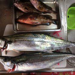 サゴシ累計51本目