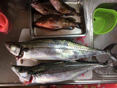 サゴシ累計51本目