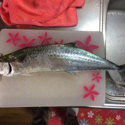 サゴシ累計54本目