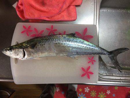 サゴシ累計54本目