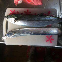 サゴシ累計56本目