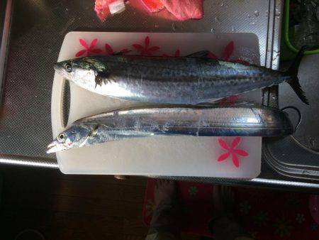 サゴシ累計56本目