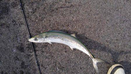 やっと釣れたー