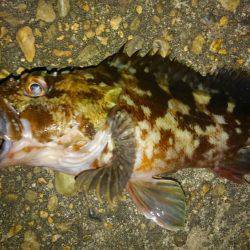 いい釣り納めになりました♪