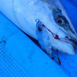 鳥羽、め組丸ジギング