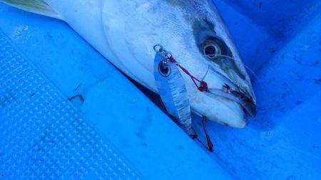 鳥羽、め組丸ジギング