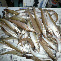 二見人工島で落ちギス爆釣