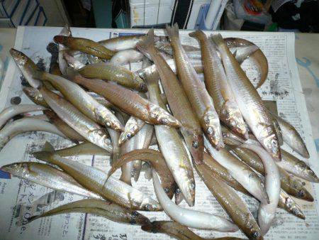 二見人工島で落ちギス爆釣