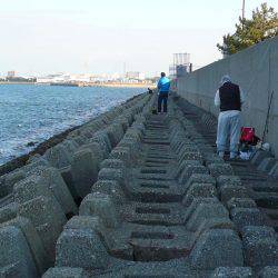 まだ釣れる二見人工島のキス