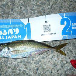 アジング絶好調！