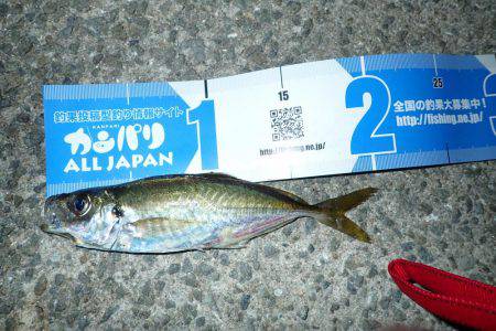 アジング絶好調！