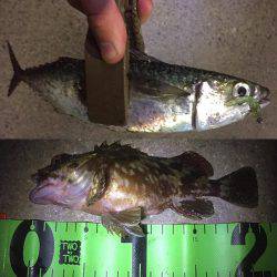 アジ サバ キビレ ガシラ