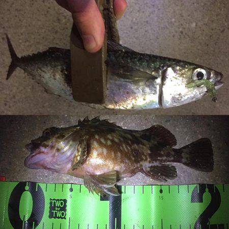 アジ サバ キビレ ガシラ