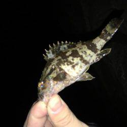 ワインドのちアジング