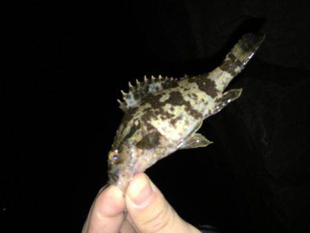 ワインドのちアジング