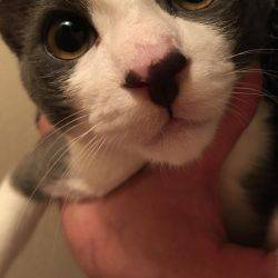 サワラいつか必ず