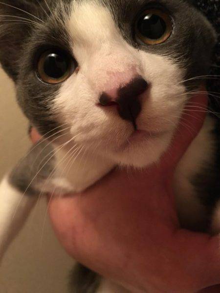 サワラいつか必ず