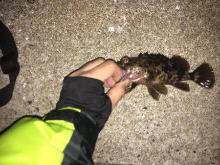 アジング→メバリング