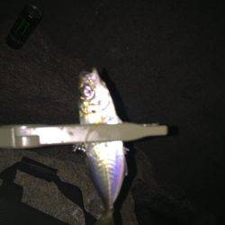 メバリングでシーバス！