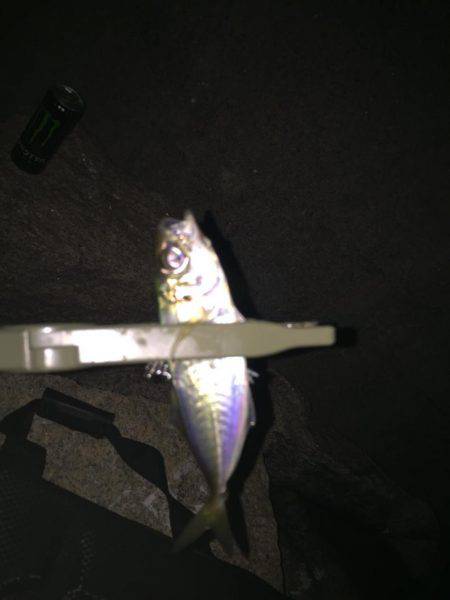 メバリングでシーバス！