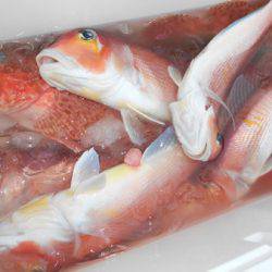 こうゆう丸 釣果