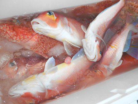 こうゆう丸 釣果