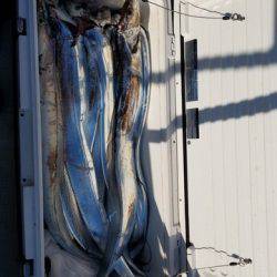 遊漁船 ニライカナイ 釣果